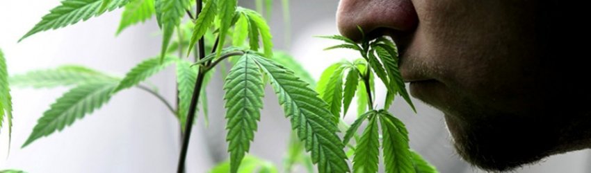 Does Cannabis Vapor Smell Like Smoked Cannabis? Does Cannabis Vapor Smell Like Smoked Cannabis?