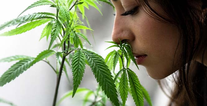 Woman smelling fresh cannabis leaves indoors